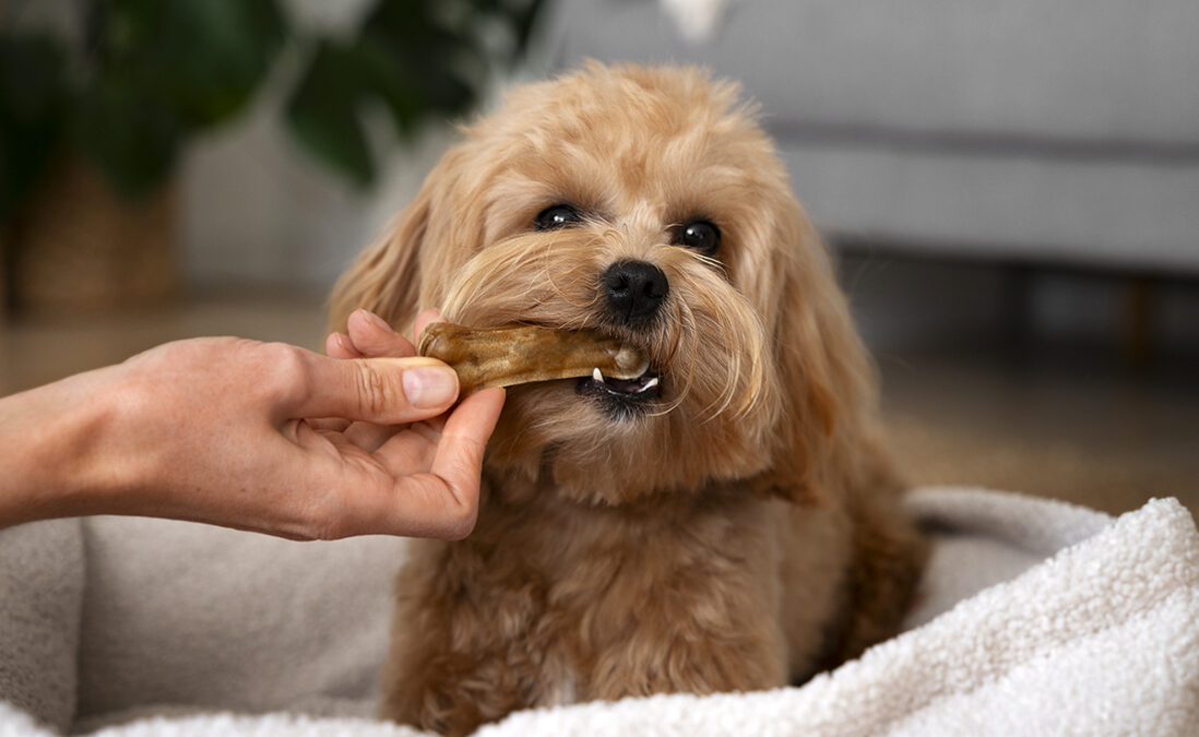 Qu'est-ce que la Mastication Naturelle pour Chien